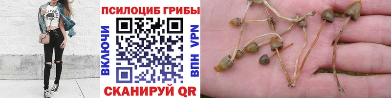 где купить   Партизанск  Псилоцибиновые грибы GOLDEN TEACHER 